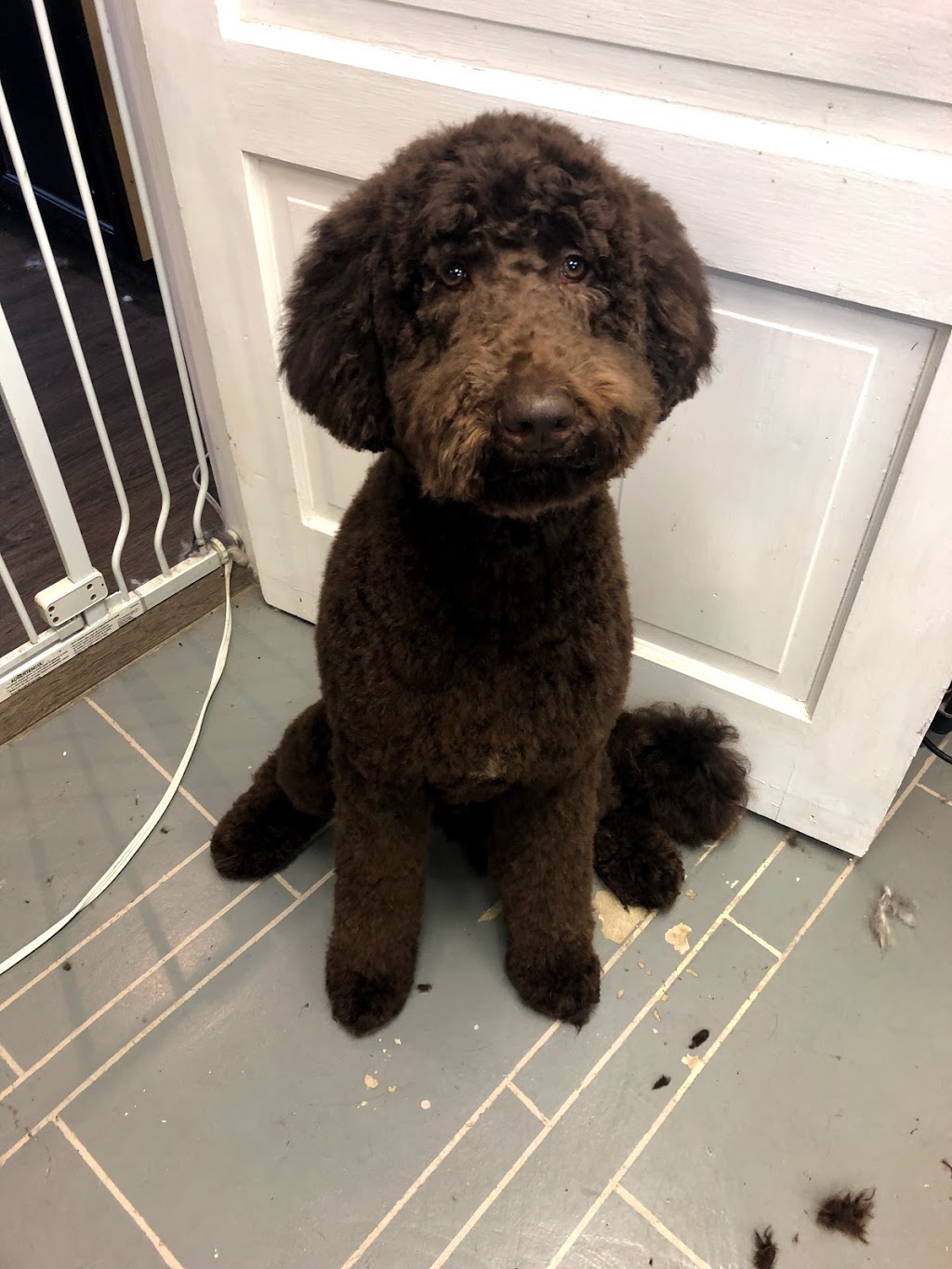 Poochie Girl Dog Grooming | 6 Mill St, Almonte, ON K0A 1A0, Canada | Phone: (613) 256-6624