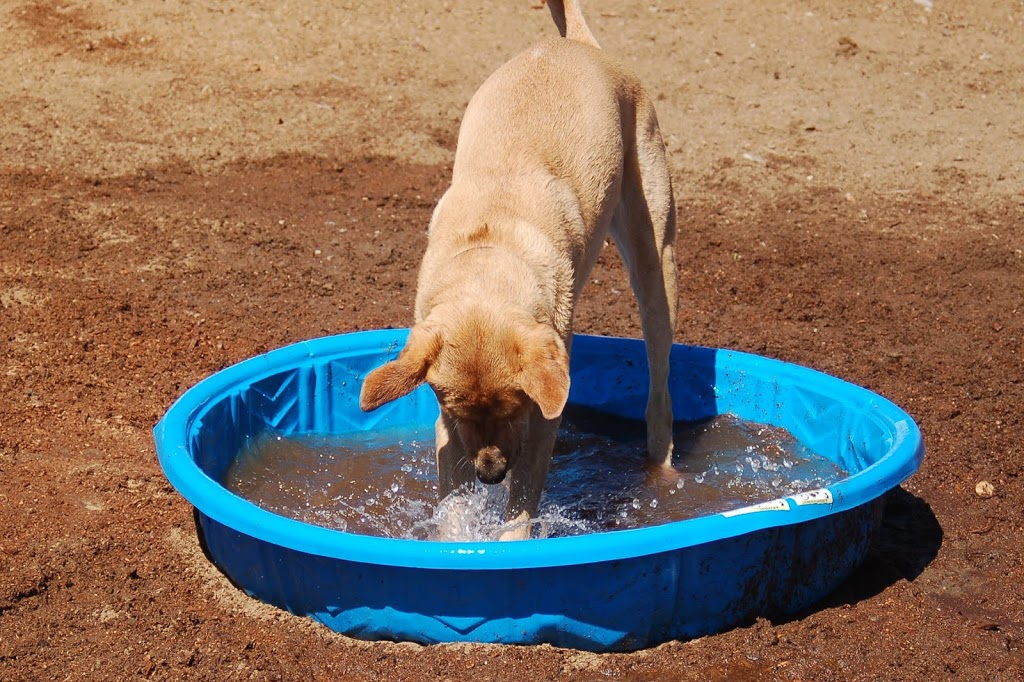 Paws for Play Kennel and Daycare Ltd. | 60 BC-97B, Salmon Arm, BC V1E 1X5, Canada | Phone: (250) 832-4531