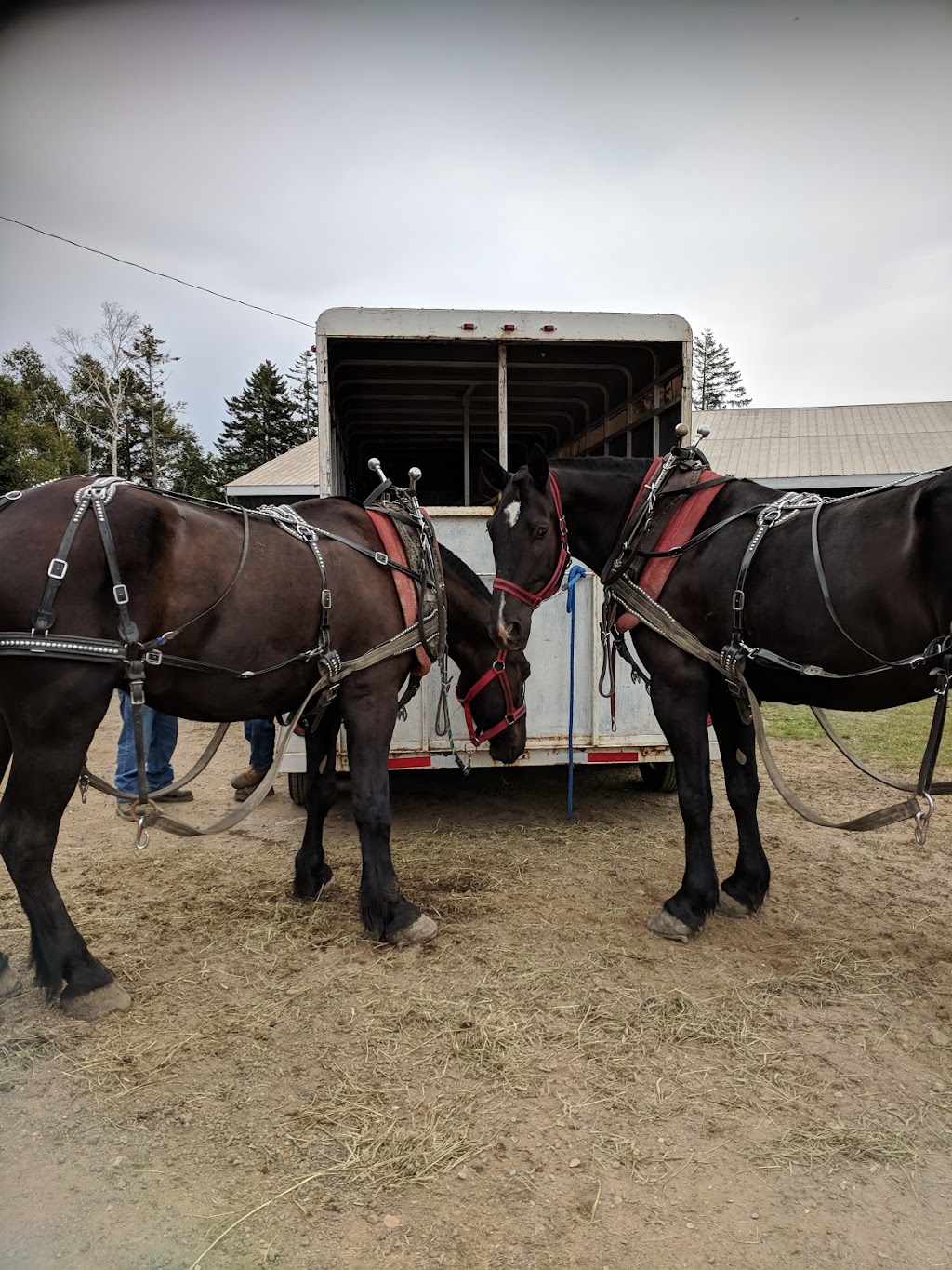 Albert Agricultural Society #133, Inc. | 5895 King St #4B5, Riverside-Albert, NB E4H 4C1, Canada | Phone: (506) 882-2291