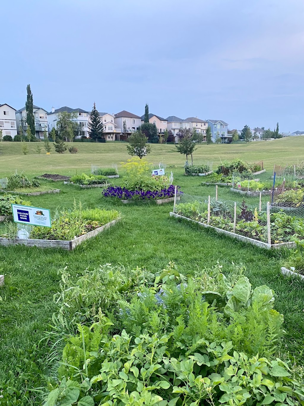 Harvest Hills Community Garden | 520 Harvest Lake Dr NE, Calgary, AB T3K 4C3, Canada | Phone: (403) 226-6422
