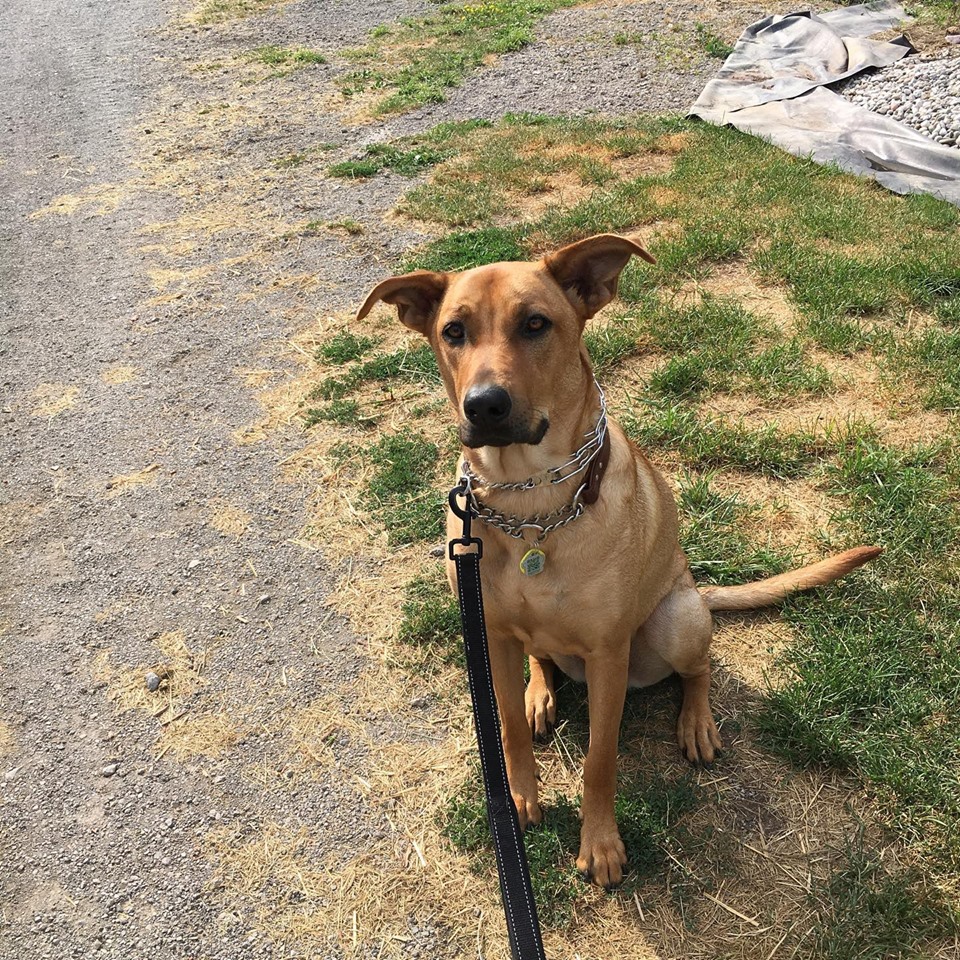 CLARENCE ST. VET CLINIC | 167 Clarence St, Port Colborne, ON L3K 3G4, Canada | Phone: (905) 835-1600