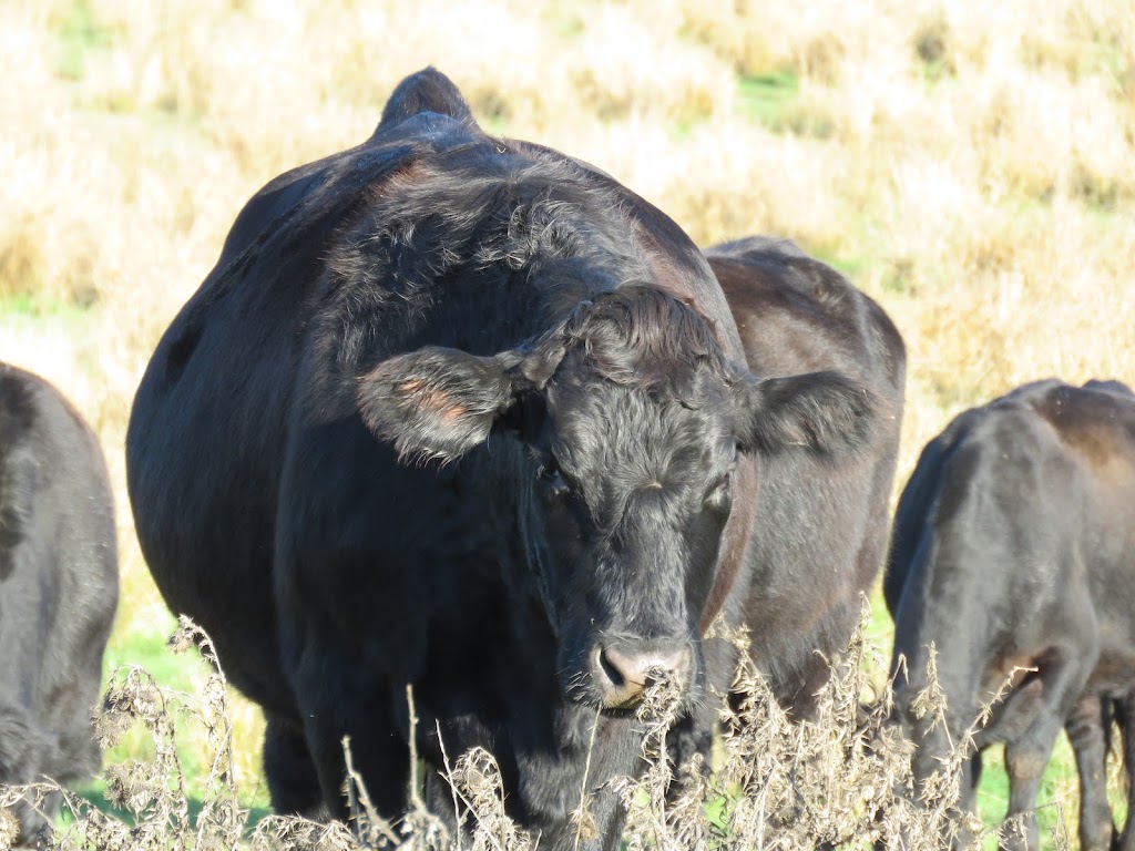 Blackstone Creek Ranch | 3100 Hamm Rd, Black Creek, BC V9J 1B4, Canada | Phone: (250) 204-6779