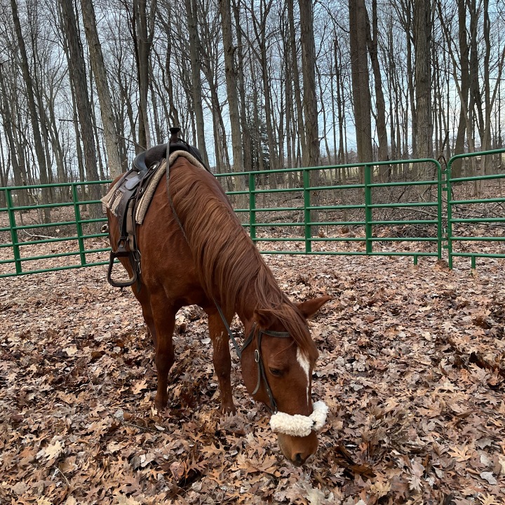 Horseshoe Ranch | 567 Charlotteville Rd 1, St Williams, ON N0E 1P0, Canada | Phone: (226) 228-3536