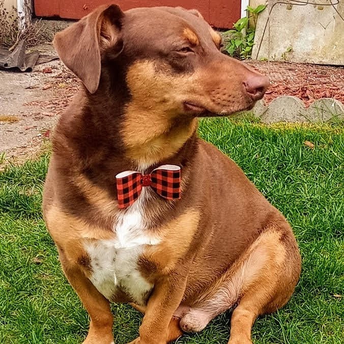 Fluff & Stuff Dog Grooming | 81 Talbot St E, Aylmer, ON N5H 1H3, Canada | Phone: (519) 639-6575