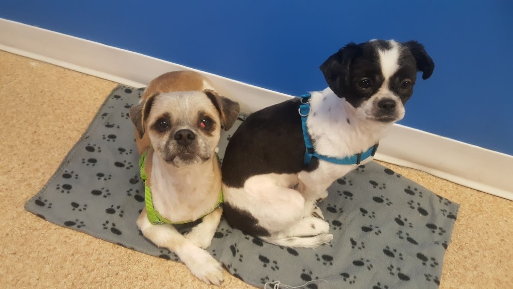 Happy Dogs Grooming | 1021 McPhillips St, Winnipeg, MB R2X 2K6, Canada | Phone: (204) 306-3987