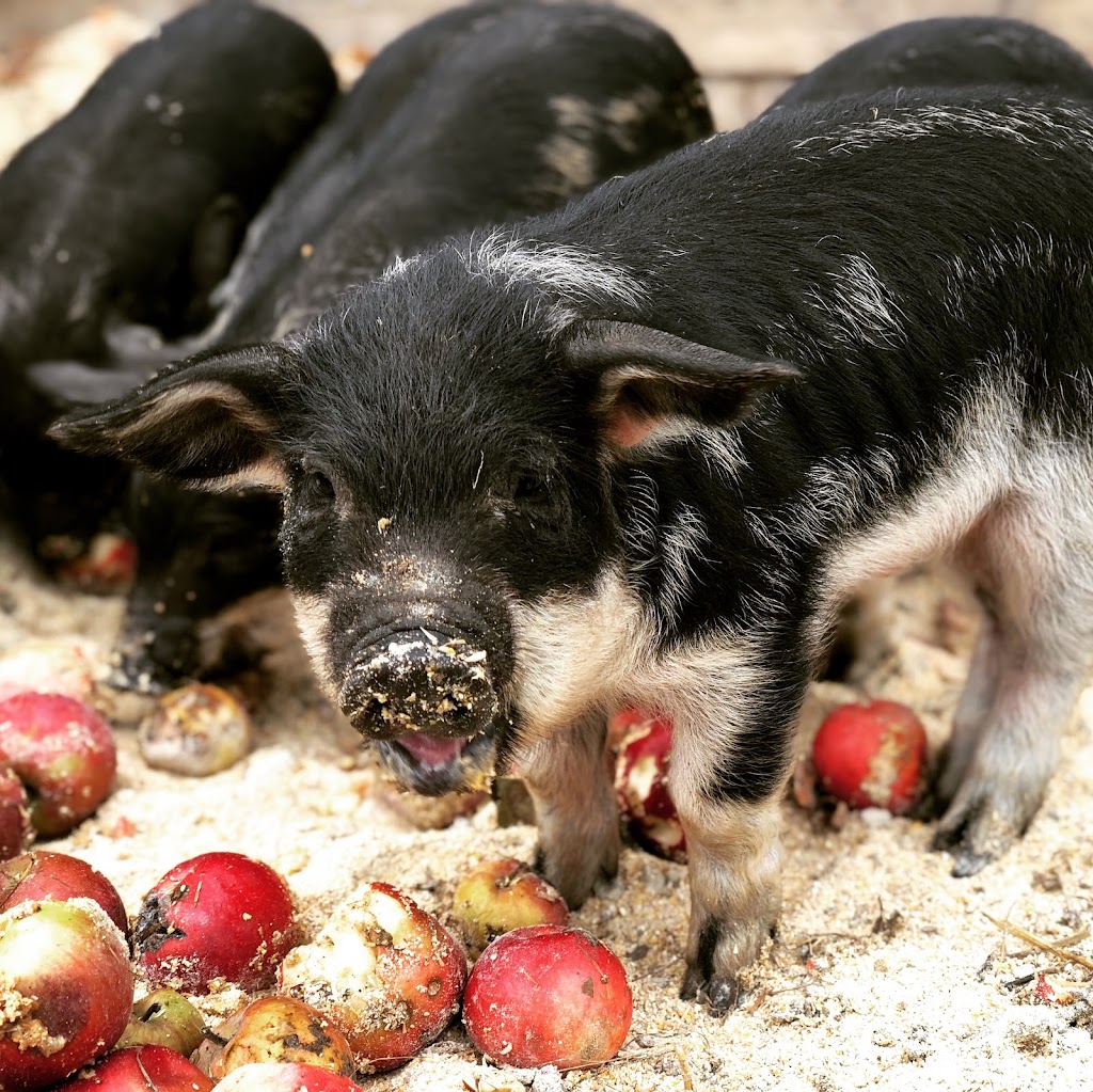 Mangalica Québec LA BÊTE NOIRE | 273 rang 1 est, Sainte-Christine, QC J0H 1H0, Canada | Phone: (819) 818-9391
