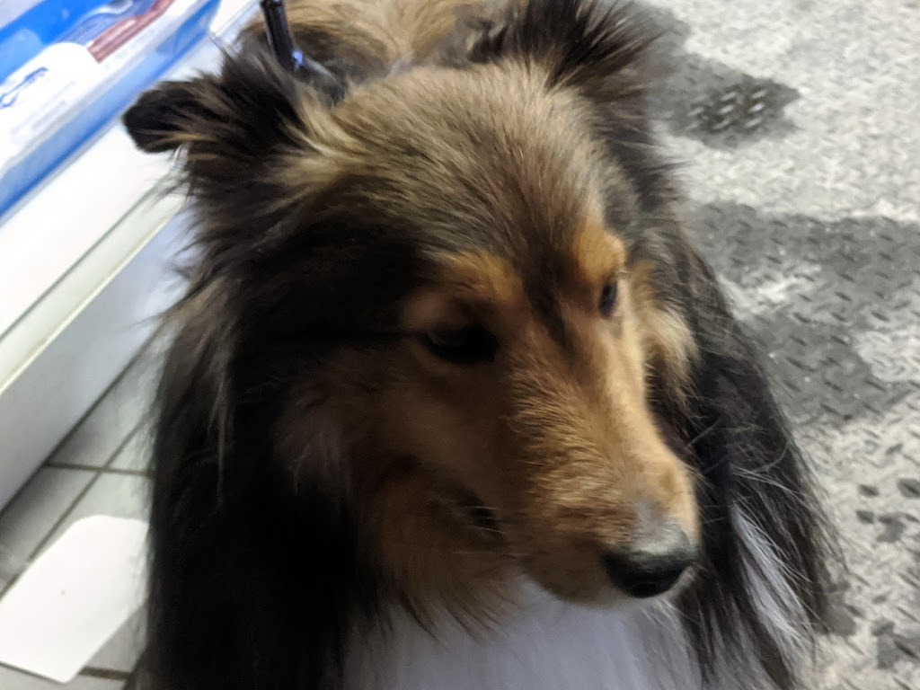 Glebe Pet Hospital | 595 Bank St, Ottawa, ON K1S 3T4, Canada | Phone: (613) 233-8326