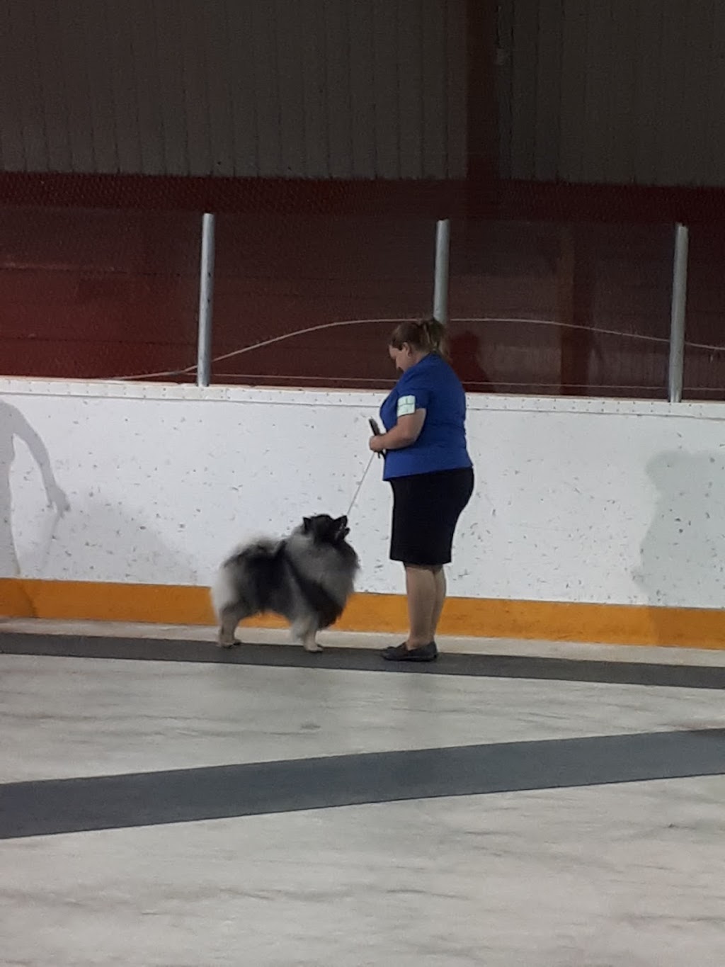 BeauKees Keeshonden | 13-51109, Range Rd 271, Spruce Grove, AB T7Y 1G7, Canada | Phone: (780) 554-0825