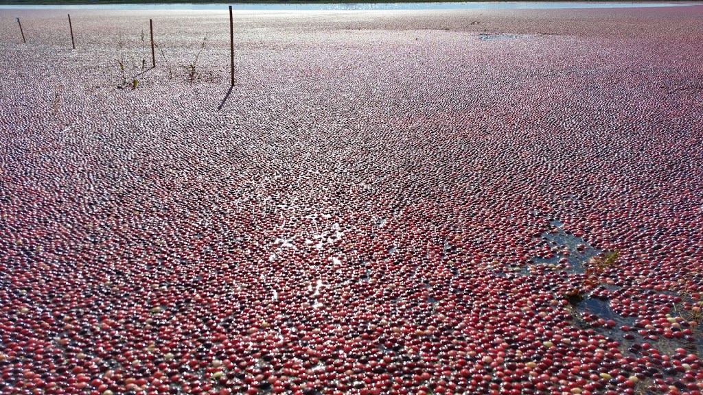 Ocean Spray Of Canada Ltd | 5700 Dhillon Way, Richmond, BC V6V 3A2, Canada | Phone: (604) 273-3210