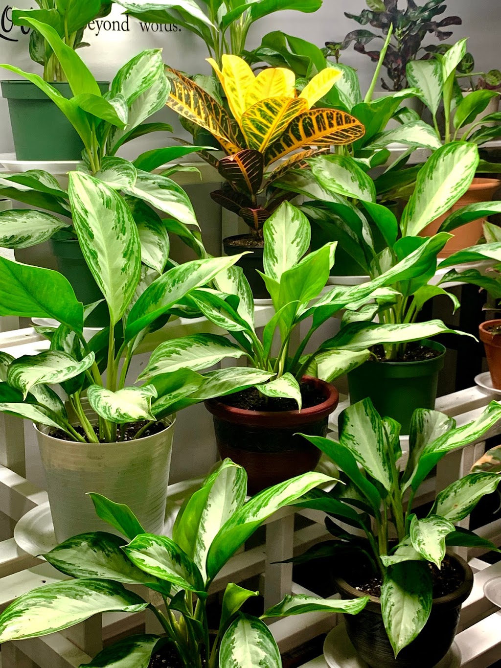 Tropikal-Leaf Wonders | 896 Elmhurst Rd, Winnipeg, MB R3R 0V4, Canada | Phone: (204) 914-4516