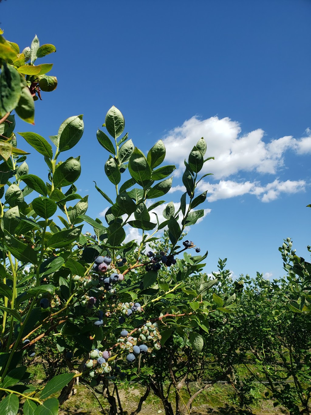 Twin berry - NRK Sahota Blueberry Farms Ltd | 19478 Old Dewdney Trunk Rd, Pitt Meadows, BC V3Y 2S1, Canada | Phone: (778) 658-0406