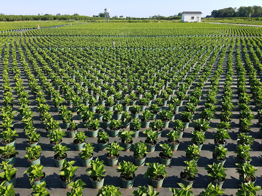 Kamps Hydrangea Inc | 4304 Twenty-Third St, Vineland Station, ON L0R 2E0, Canada | Phone: (905) 562-4568