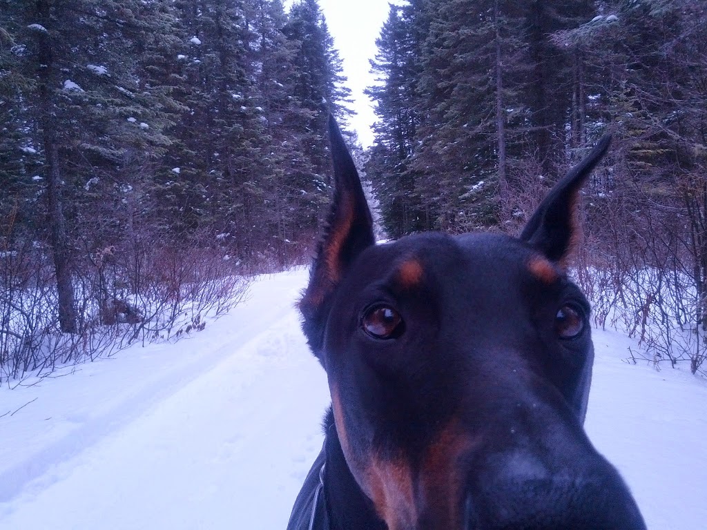 Veterinary Clinic Beaupré Coast | 8910 Boulevard Sainte-Anne, Château-Richer, QC G0A 1N0, Canada | Phone: (418) 824-4100