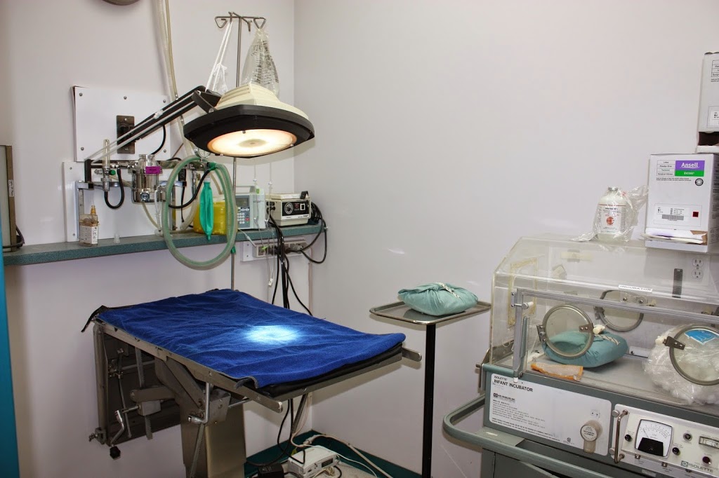 Calgary Cat Clinic | 2116 Crowchild Trail NW, Calgary, AB T2M 3Y7, Canada | Phone: (403) 289-9999