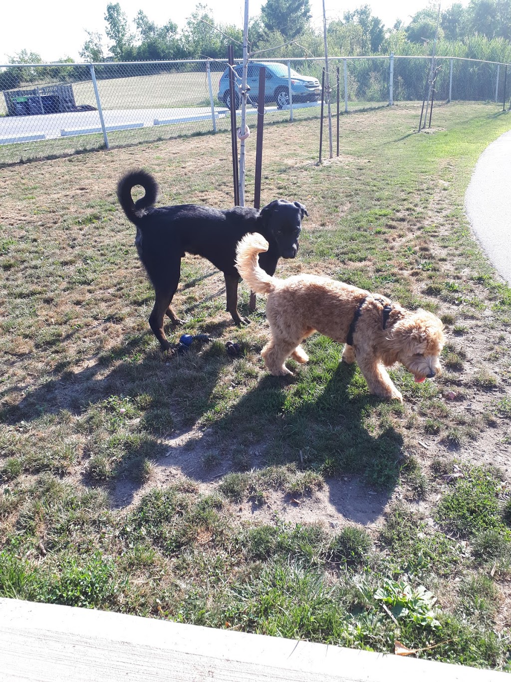 Niagara Falls Humane Society | 6025 Chippawa Pkwy, Niagara Falls, ON L2G 0E4, Canada | Phone: (905) 356-4404