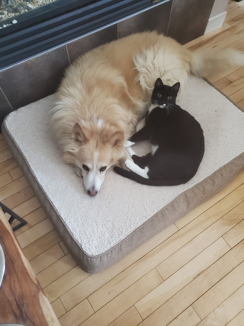 Cache Creek Veterinary Hospital | 1348 Old Cariboo Rd, Cache Creek, BC V0K 1H0, Canada | Phone: (250) 457-6203