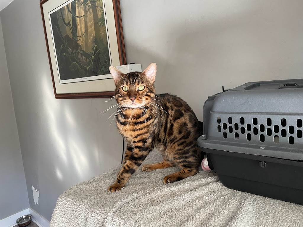 Belle Bengals | 15 Pringle Dr, Belleville, ON K8P 2L2, Canada | Phone: (613) 243-2408