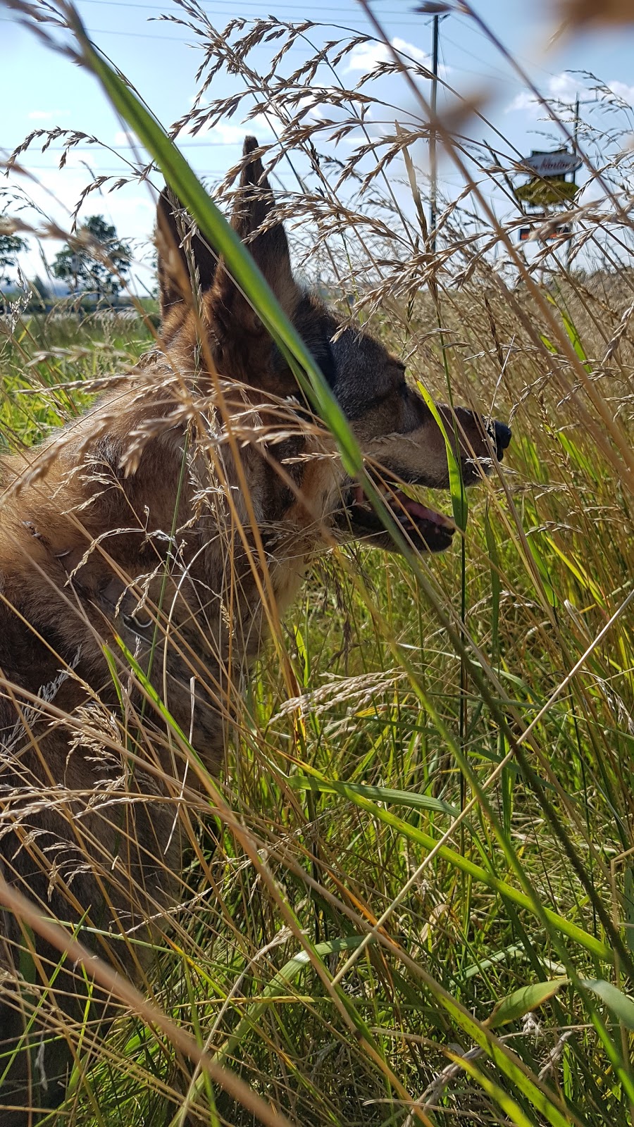 Country Paws Boarding | 1766 Wilton Grove Rd, London, ON N6N 1M8, Canada | Phone: (519) 644-1771