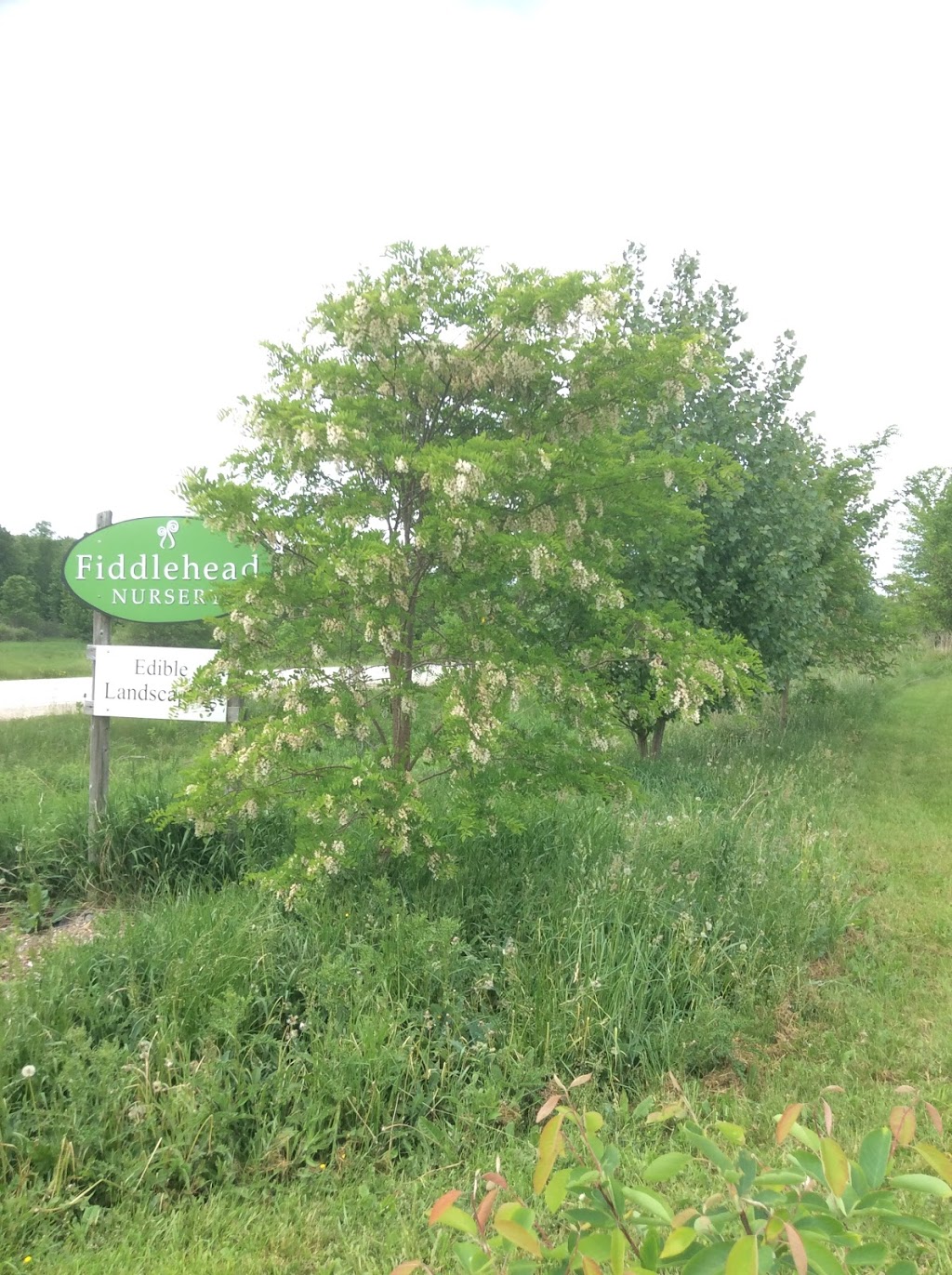 Fiddlehead Nursery | 235599 Grey County Rd 13, Kimberley, ON N0C 1G0, Canada | Phone: (705) 441-1217