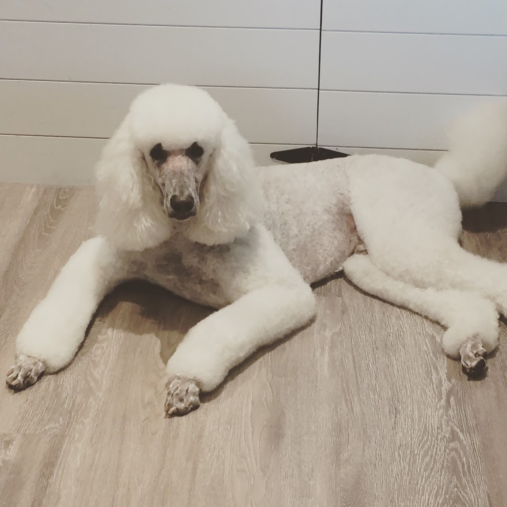 Chip & Co. Grooming | 101 Lee Crescent, Barrie, ON L4N 9Z4, Canada | Phone: (705) 321-0033