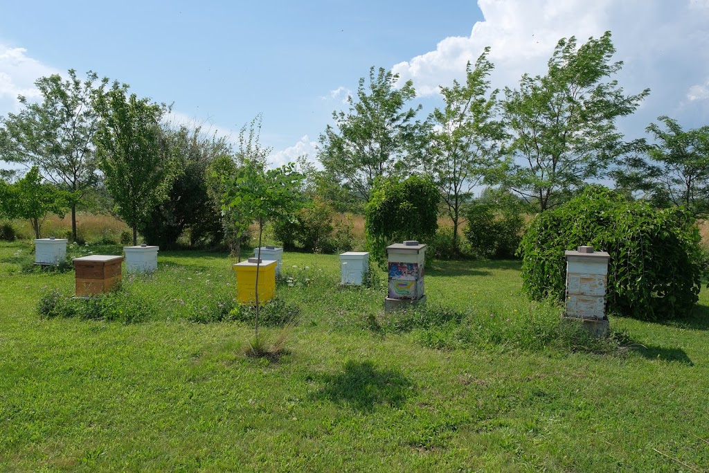 B-Ys Honey Farm | 996 Concession 6 Rd, Niagara-on-the-Lake, ON L0S 1J0, Canada | Phone: (905) 984-4408
