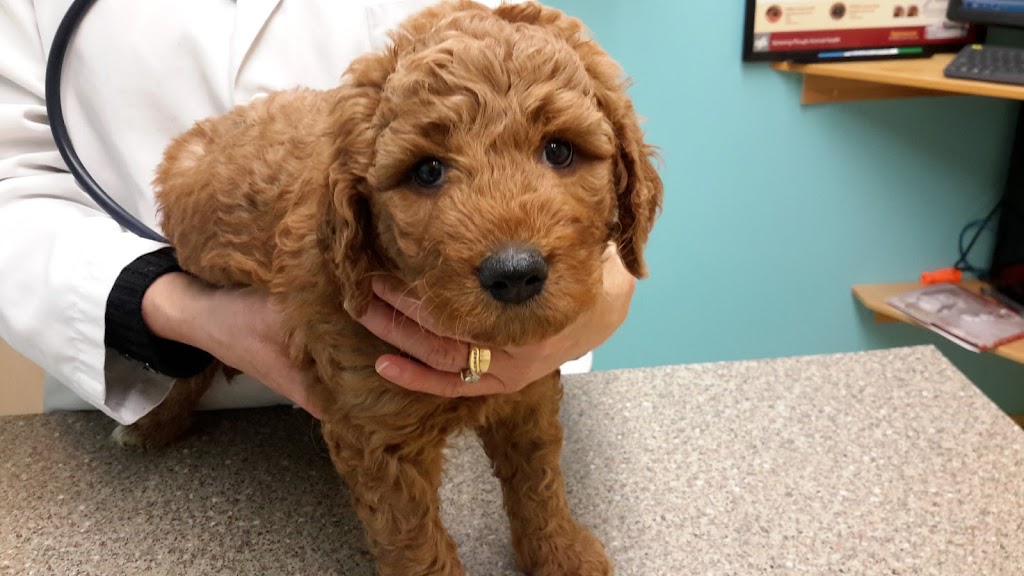 Parkland Veterinary Hospital Ltd | 4 Cuendet Ind. Wy #101, Sylvan Lake, AB T4S 2J7, Canada | Phone: (403) 864-6402