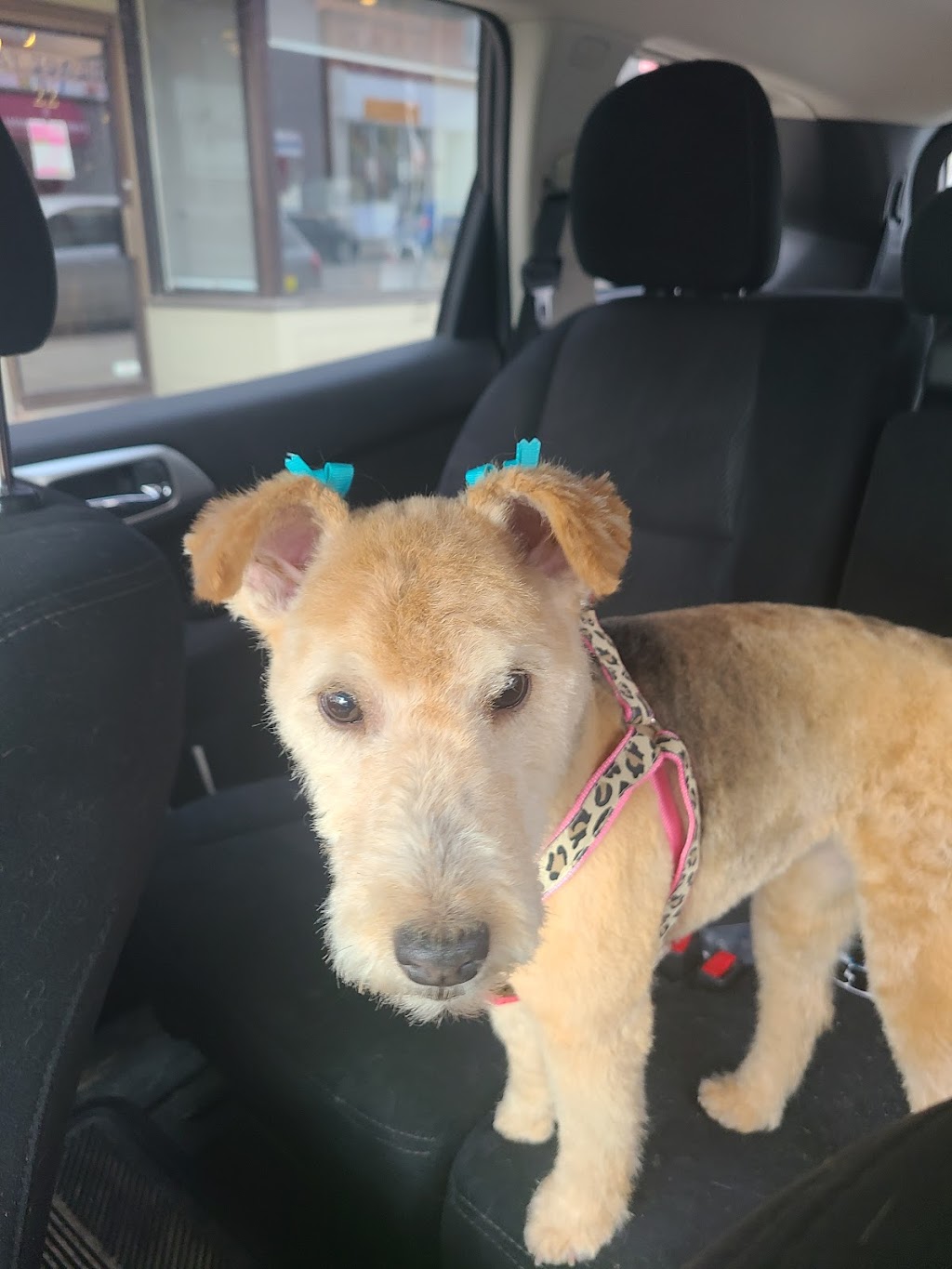 JenniFERS Grooming | 9 Queen St W, Elmvale, ON L0L 1P0, Canada | Phone: (705) 322-9583