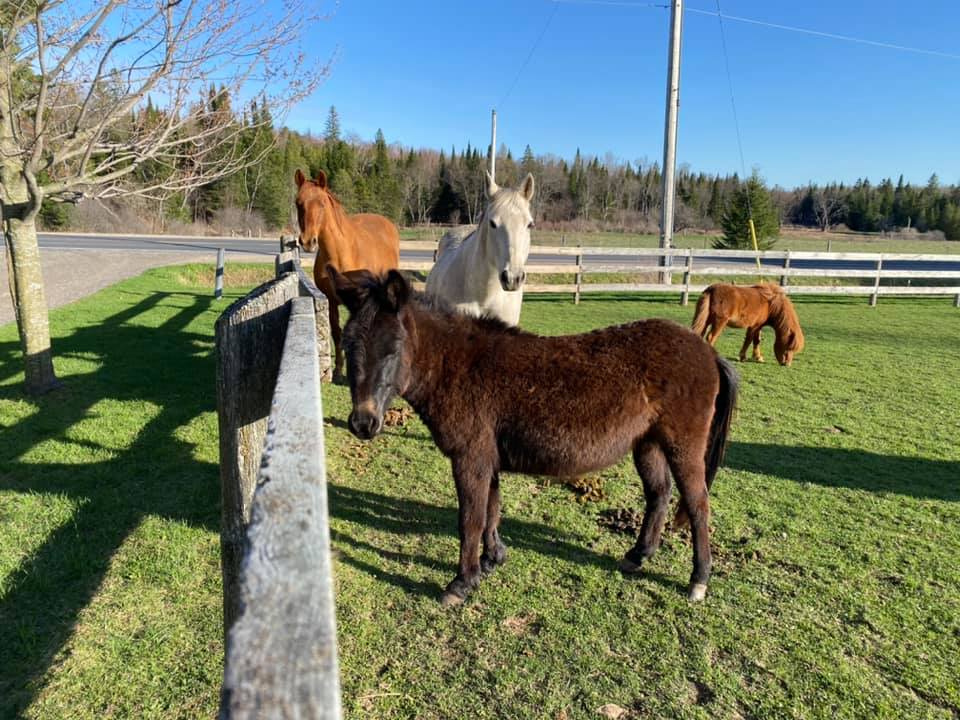 Chasing Butterflies Horse Rescue | 4012 Vasey Rd, Waubaushene, ON L0K 2C0, Canada | Phone: (905) 407-2910