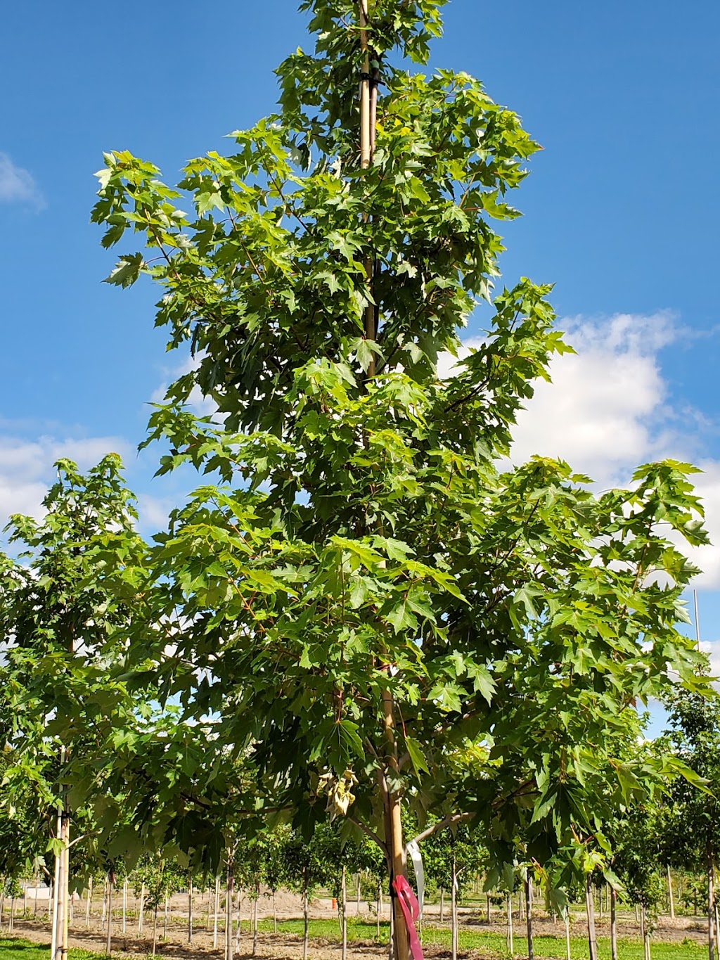 Manotick Tree Movers | 1966 Carsonby Rd W, North Gower, ON K0A 2T0, Canada | Phone: (613) 489-1116