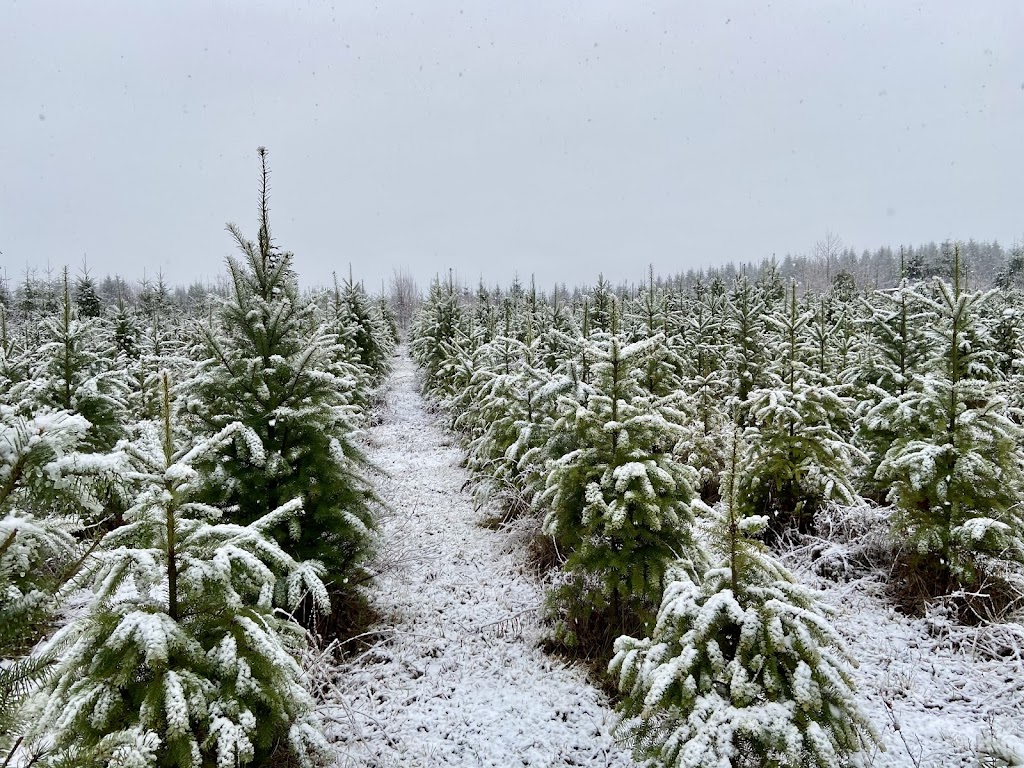 Alberni Christmas Trees | 7374 Airport Rd, Port Alberni, BC V9Y 8Y9, Canada | Phone: (403) 597-2269