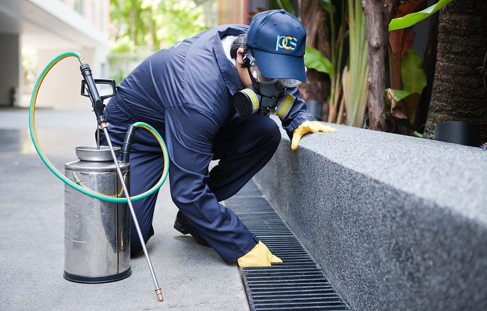 Pest control Abbotsford | Activebc Pest Exterminators Ants ,Bed  | 36397 Samtree Pl, Abbotsford, BC V2G 2M5, Canada | Phone: (778) 695-7777