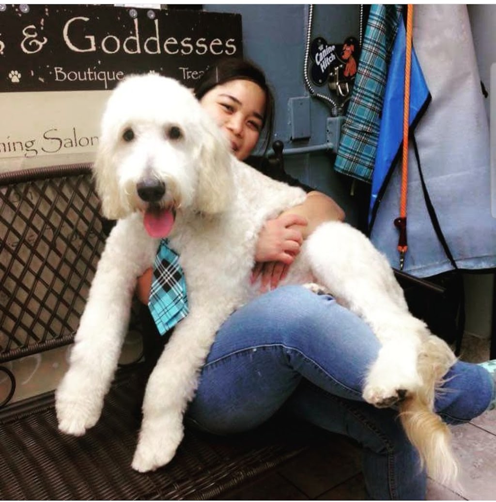 CubeStudio dog grooming | 48 Honey St, Cambridge, ON N1T 2C9, Canada | Phone: (647) 855-1083
