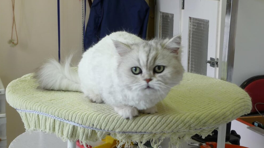 Cat Cuts | 10 Mural Crescent, St. Albert, AB T8N 1J9, Canada | Phone: (780) 459-7042