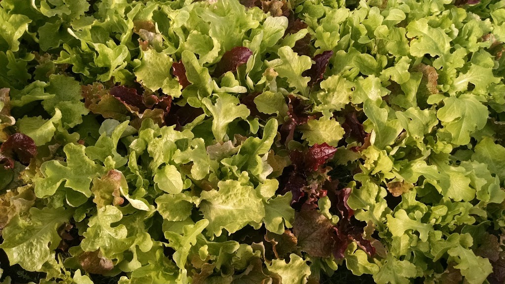 Mid-Thumb Produce | 8510 St Clair Rd, Lexington, MI 48450, USA | Phone: (810) 304-3480