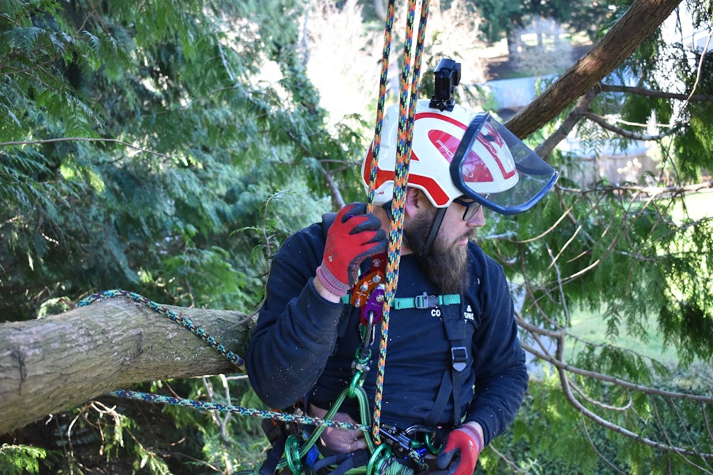 Roots & Connections Tree Service | 1572 Giles Pl, Burnaby, BC V5A 3K6, Canada | Phone: (604) 808-8733