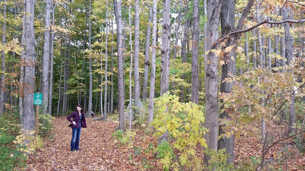 Sawyer Preservation Woodlot | 6100 Line 12, Kirkton, ON N0K 1K0, Canada | Phone: (519) 229-6671