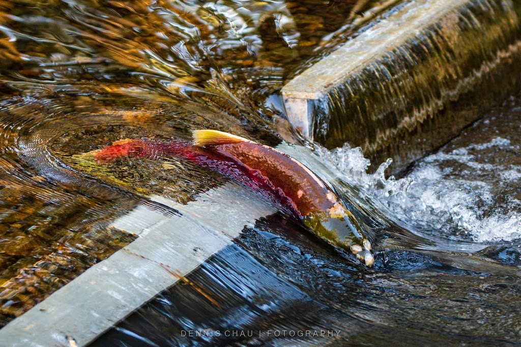Weaver Creek Spawning Channel | 17780 Morris Valley Rd, Agassiz, BC V0M 1A1, Canada | Phone: (604) 796-9444