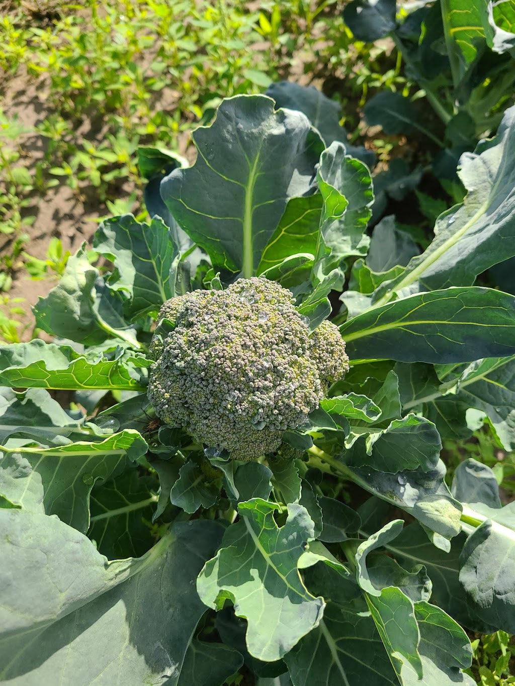 Lytles Organic Vegetables | 5135 Upper Dwyer Hill Rd, Arnprior, ON K7S 3G7, Canada | Phone: (613) 790-0037