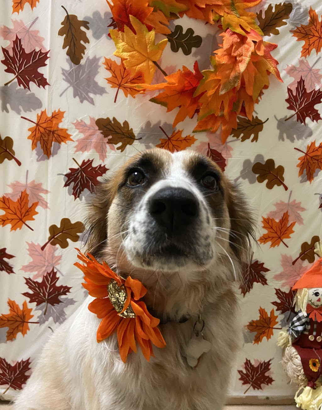 Pup Culture Dog Daycare | 6939 Hastings St Suite 101, Burnaby, BC V5B 1S9, Canada | Phone: (604) 298-7297