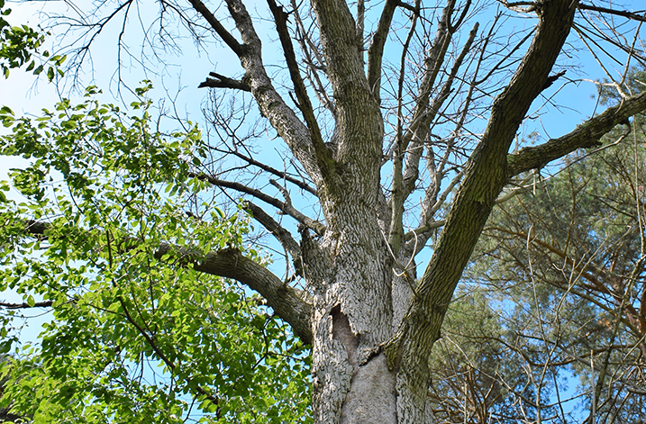 Parker Tree Care Ltd | 304 Wilson Dr, Milton, ON L9T 3K2, Canada | Phone: (905) 749-4149