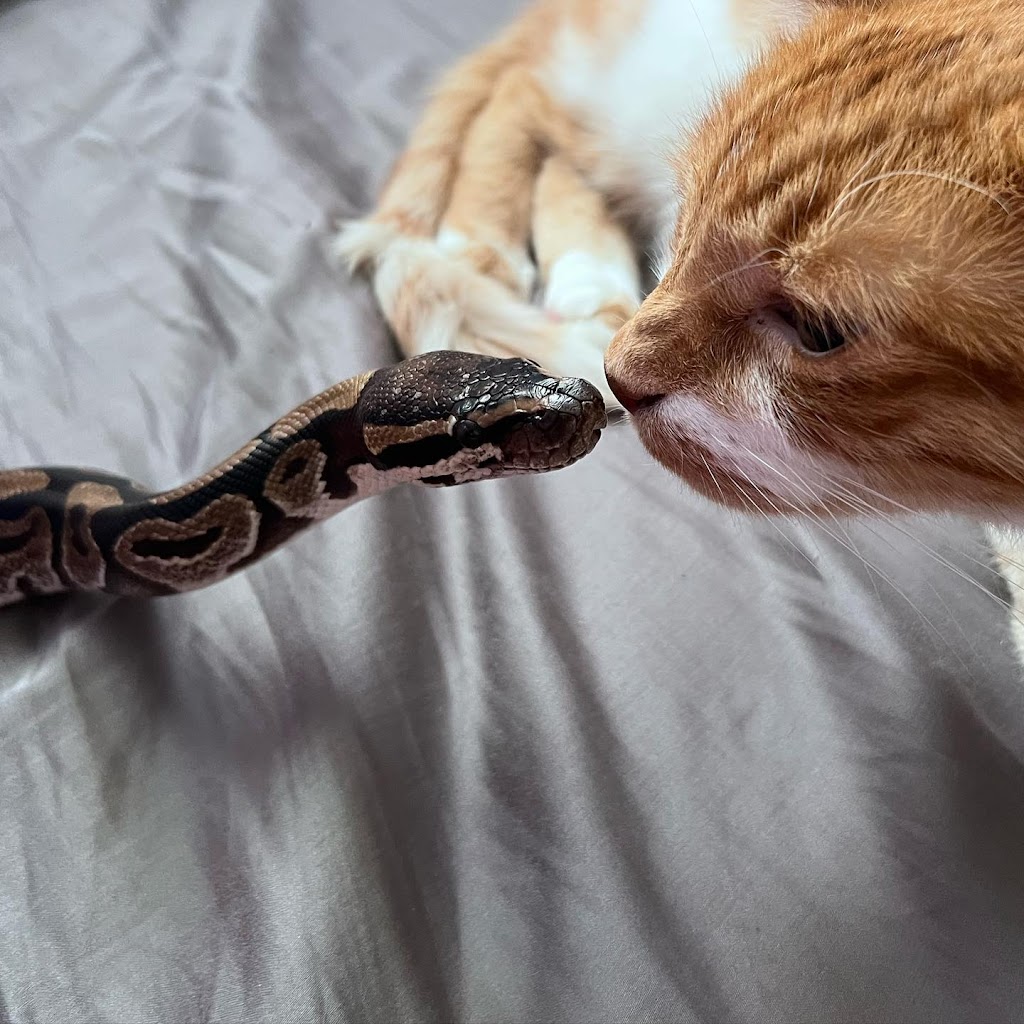 Lady Balls Rescue (Ball Python Rescue & Rehabilitation) | 4 Bridgewater Ct, Hamilton, ON L8J 0B8, Canada | Phone: (905) 870-2844