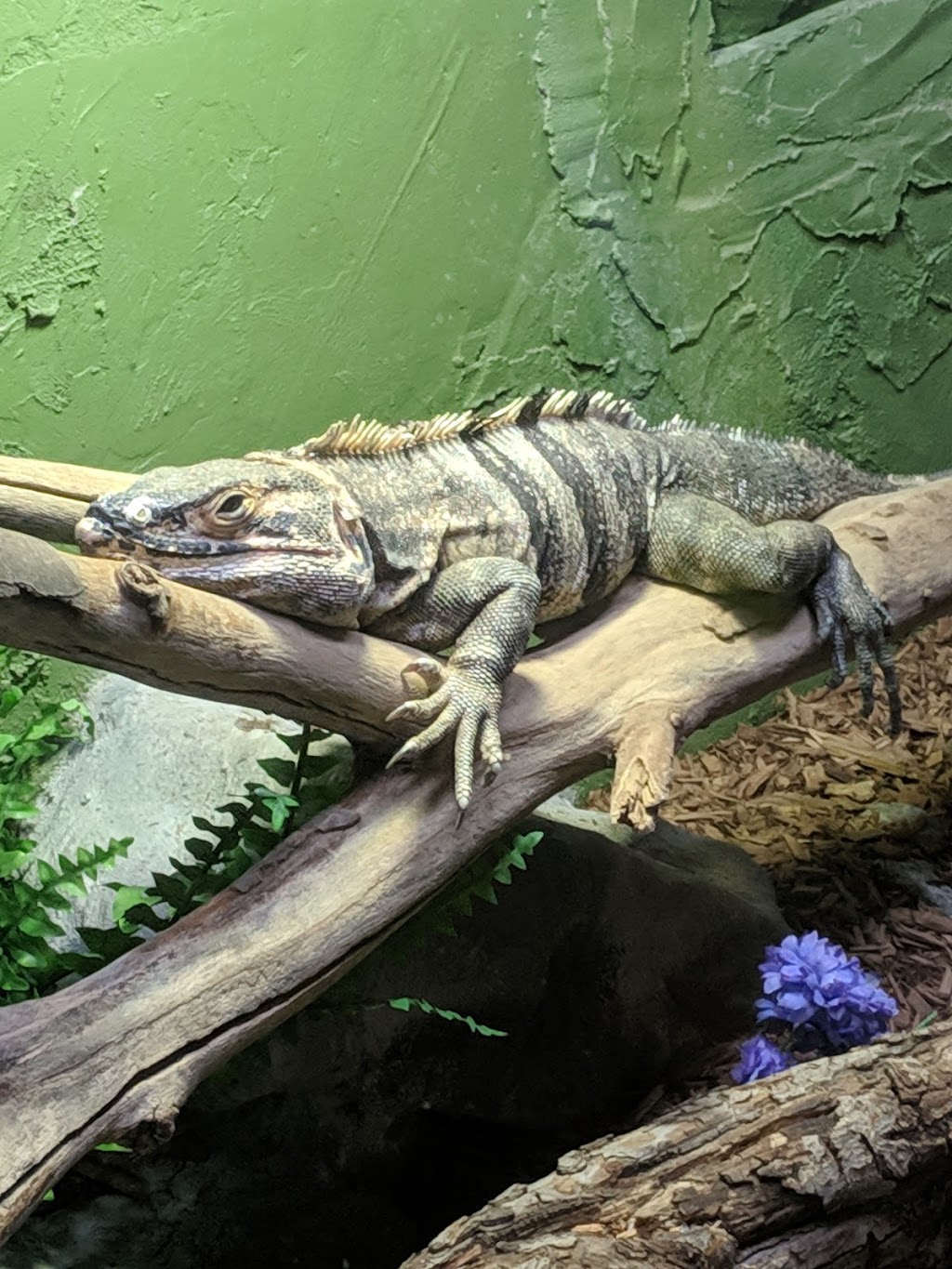 Reptilia Whitby | 1400 Victoria St E, Whitby, ON L1N 0M2, Canada | Phone: (905) 493-9537