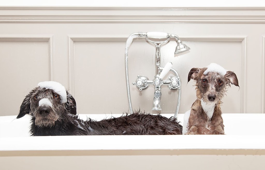 Gone With The Dogs | 2 Glenabbey Dr, Oshawa, Courtice, ON L1E 1C1, Canada | Phone: (905) 404-8746