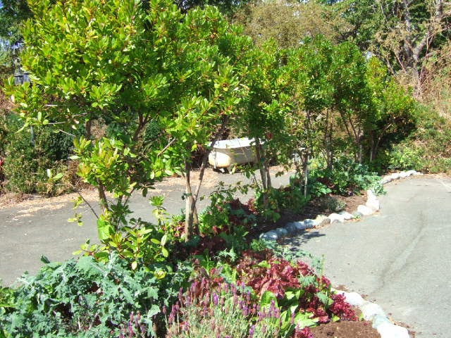 Everything Edible Landscaping | 6411 Sooke Rd, Sooke, BC V9Z 0A8, Canada | Phone: (250) 642-0267