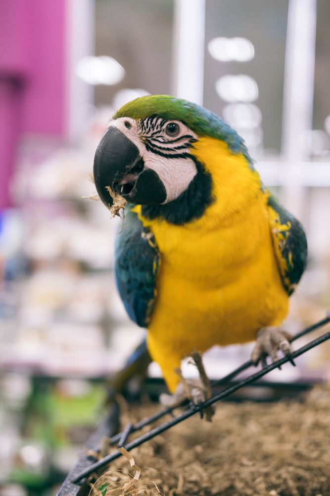 Petland | South Park 556, 3803 Calgary Trail NW, Edmonton, AB T6J 5M8, Canada | Phone: (780) 436-7387