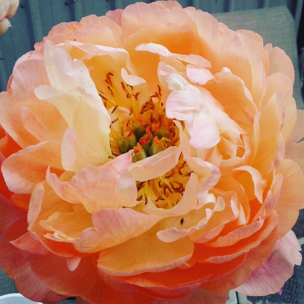 Pure Peonies | 2949 E Badger Rd, Everson, WA 98247, USA | Phone: (360) 966-7878