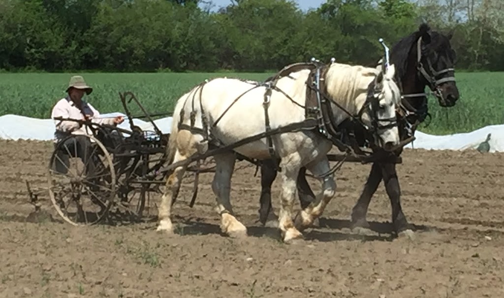 Lunar Rhythm Gardens, Organic CSA Farm | 253 Gray Rd, Janetville, ON L0B 1K0, Canada | Phone: (905) 986-9612
