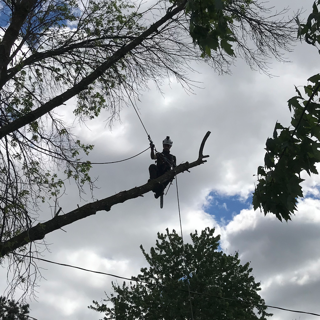 OLIVERS TREE SERVICE | 80 Rue des Pionniers, LÎle-Perrot, QC J7V 8W2, Canada | Phone: (438) 927-5378