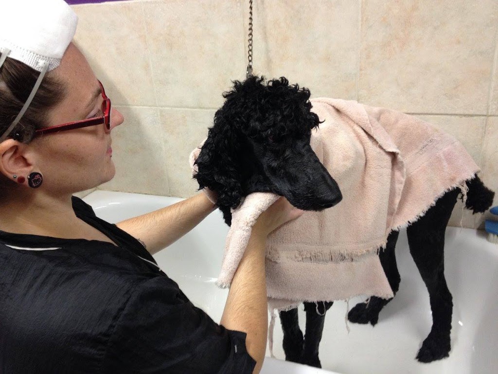 The Tortoise & The Hairless Pet Services | 34519 Lougheed Hwy #7, Mission, BC V2V 6N7, Canada | Phone: (604) 703-3248