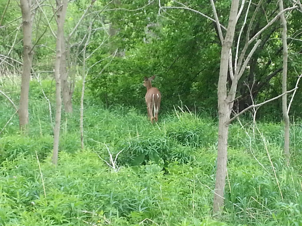The Enchanted Forest | 1675 Montgomery Park Rd Pickering, ON L1W 3C7 Montgomery Park Rd, Pickering, ON L1W 3C7, Canada